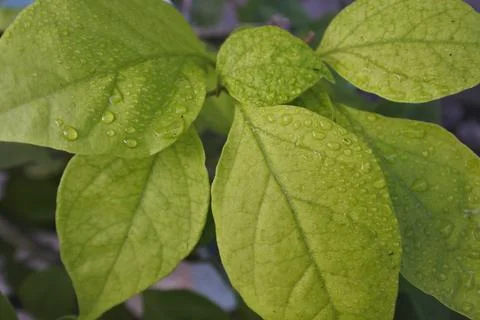 Photo of beautiful leaf pattern for background Stock Photos