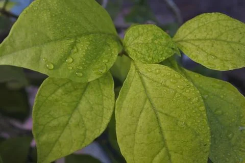 Photo of beautiful leaf pattern for background Stock Photos
