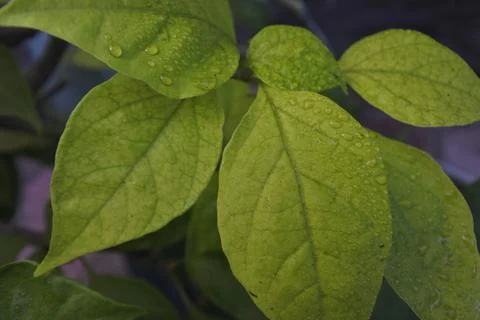 Photo of beautiful leaf pattern for background Foto stock