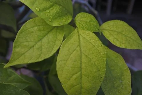 Photo of beautiful leaf pattern for background Foto stock