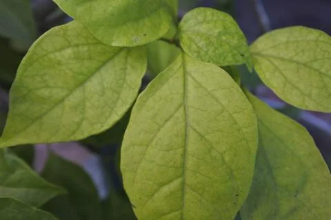 Photo of beautiful leaf pattern for background 写真素材