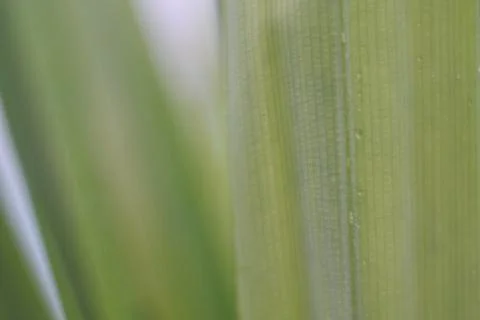 Photo of beautiful leaf pattern for background 스톡 사진