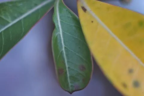 Photo of beautiful leaf pattern for background Stock Photos