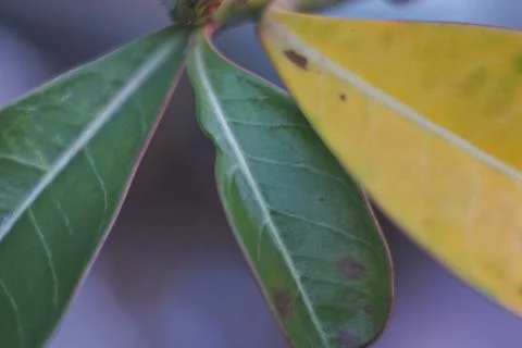 Photo of beautiful leaf pattern for background Stock Photos
