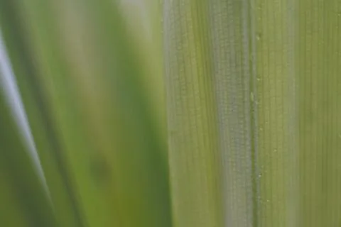 Photo of beautiful leaf pattern for background Stock Photos