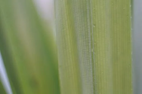 Photo of beautiful leaf pattern for background 写真素材
