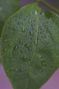 Photo of beautiful leaf pattern for background Stock Photos