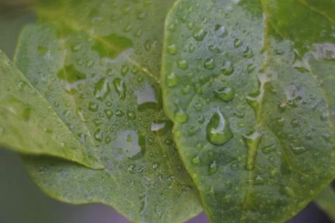 Photo of beautiful leaf pattern for background 스톡 사진