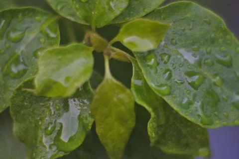 Photo of beautiful leaf pattern for background Foto stock