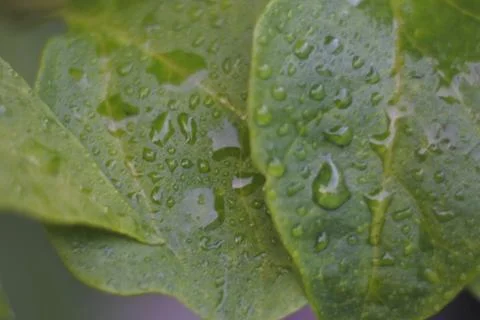 Photo of beautiful leaf pattern for background Foto stock