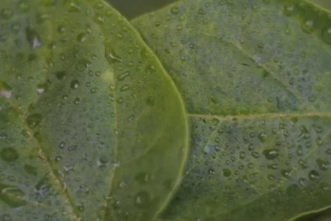 Photo of beautiful leaf pattern for background Stock Photos