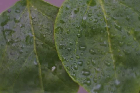 Photo of beautiful leaf pattern for background Stock Photos