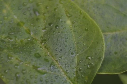 Photo of beautiful leaf pattern for background Stock Photos