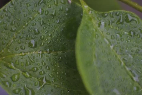 Photo of beautiful leaf pattern for background Stock Photos