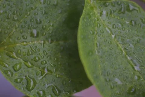 Photo of beautiful leaf pattern for background Stock Photos