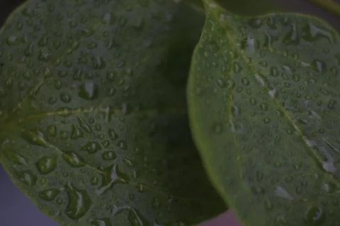 Photo of beautiful leaf pattern for background Stock Photos