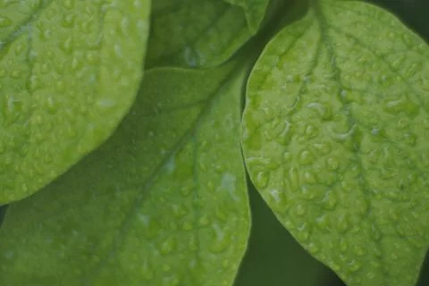 Photo of beautiful leaf pattern for background Stock Photos