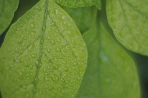 Photo of beautiful leaf pattern for background Stock Photos