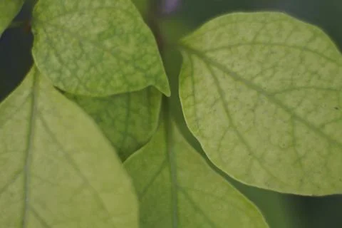 Photo of beautiful leaf pattern for background 스톡 사진