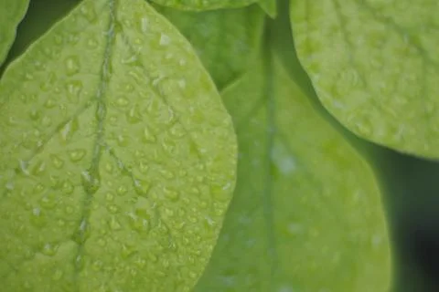 Photo of beautiful leaf pattern for background Stock Photos