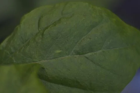 Photo of beautiful leaf pattern for background Foto stock