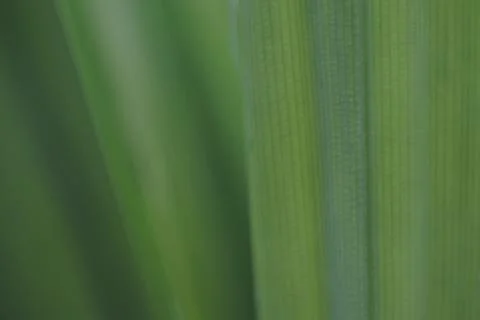 Photo of beautiful leaf pattern for background Stock Photos