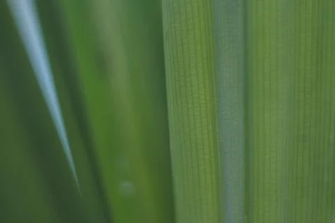 Photo of beautiful leaf pattern for background Stock Photos