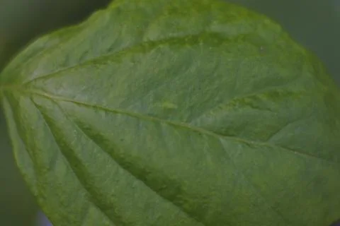 Photo of beautiful leaf pattern for background Stock Photos