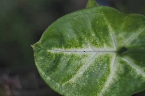 Photo of beautiful leaf pattern for background Stock Photos