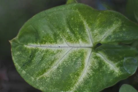 Photo of beautiful leaf pattern for background 스톡 사진