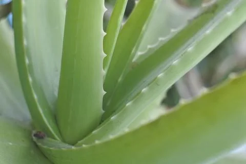 Photo of beautiful leaf pattern for background Stock Photos