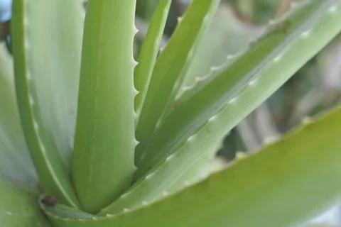 Photo of beautiful leaf pattern for background Stock Photos