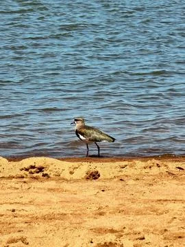 Photo of a bird on the beach Stock Photos