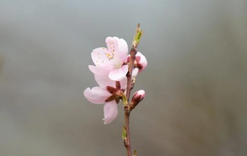 Photo of a branch with cherry blossoms in spring 库存照片