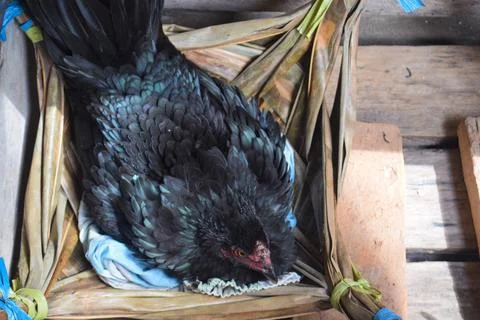 Photo of a brooding chicken Stock Photos