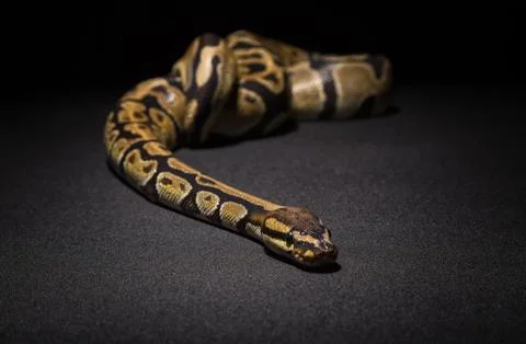 Photo of brown ball python Stock-Fotos