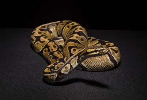 Photo of brown royal python Stock-Fotos