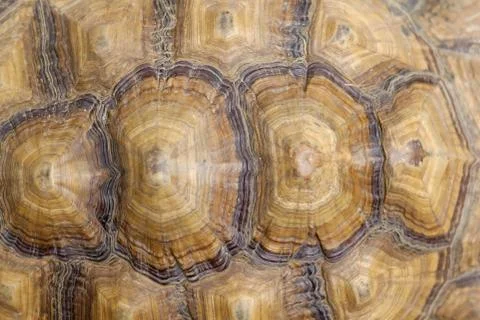 Photo of brown tortoise shell pattern. Top view Foto stock