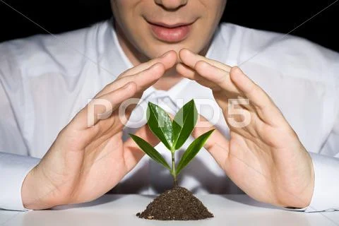 Photo of businessman's hands preserve a young plant Stock Photos