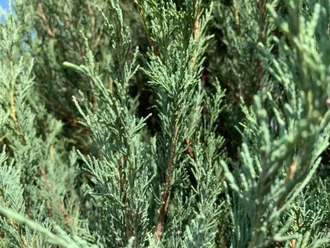 Photo cedar Stock Photos
