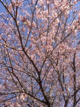 Photo of cherry tree branches Stock Photos