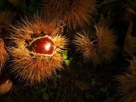 Photo of chestnut in bugs during the fall season Stock Photos