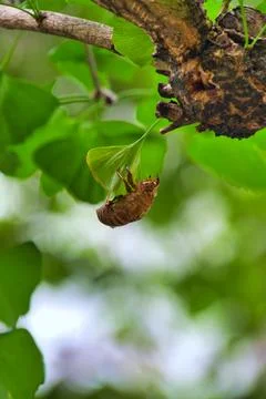 A photo of a cicada shell hanging on the leaf.  Kyoto Japan Stock Photos