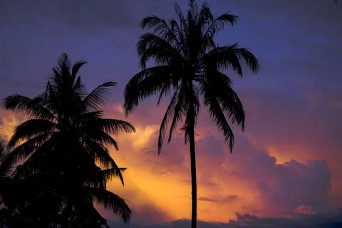 Photo of coconut trees background atmosphere of clouds in the afternoon Stock Photos