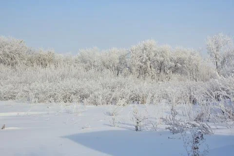 In the photo a cold winter trees and bushes covered in snow and frost. Stock Photos