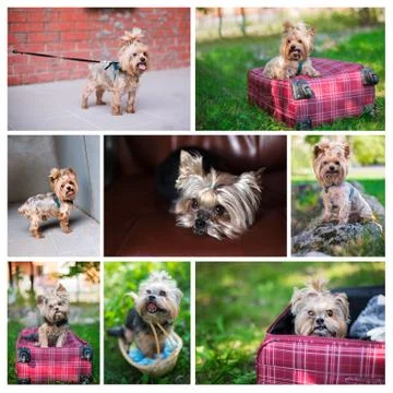 Photo collage of Yorkshire Terrier Stock Photos