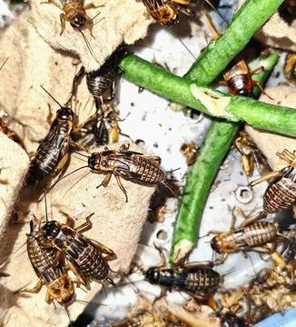 Photo of crickets in a cage Stock Photos