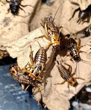 Photo of crickets in a cage Stock Photos