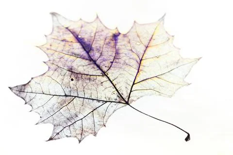 Photo of the drawing of a transparent maple leaf in false color with varia... Stock Photos