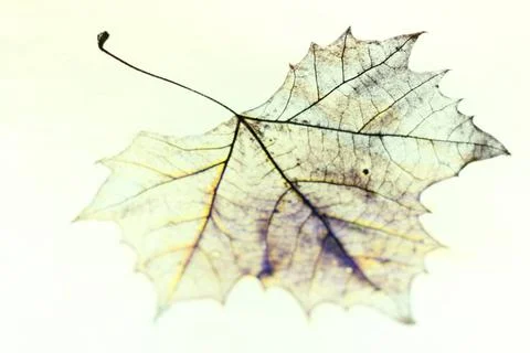 Photo of the drawing of a transparent maple leaf in false color with varia... Stock Photos